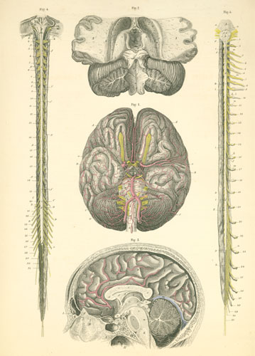 Plate 24: Brain (with its arteries) and the spinal cord.