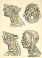 Plate 25: Nerves of the head and neck.