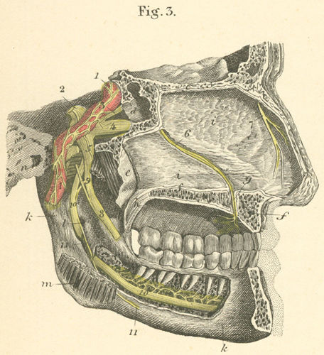 The nerves of the nasal mucous membrane