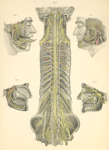 Plate 26: The nerves of the head and the origin of spinal (cord) nerves.