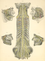 Plate 26: Nerves of the head and the origin of spinal (cord) nerves.