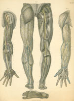 Plate 29: Nerves of the anterior surface of the upper limb and the posterior surface of the lower extremity.