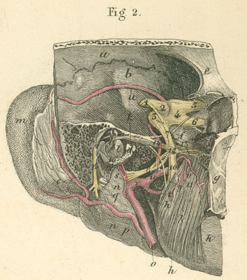 Tympanic membrane with auditory ossicle, the chorda tympani and ganglion