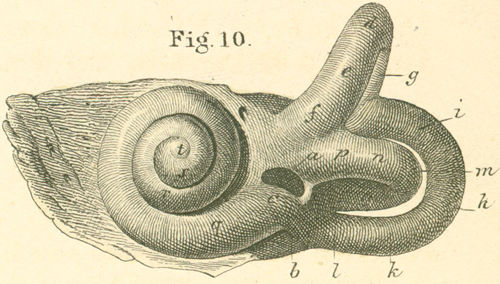 Bones of the labyrinth (of left ear) outer surface, unopened.