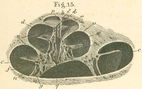 The bony cochlea (of left ear), vertical middle section