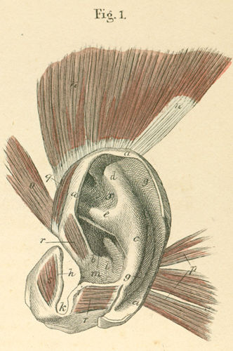 The anterior surface of the (left) outer ear cartilage and outer ear