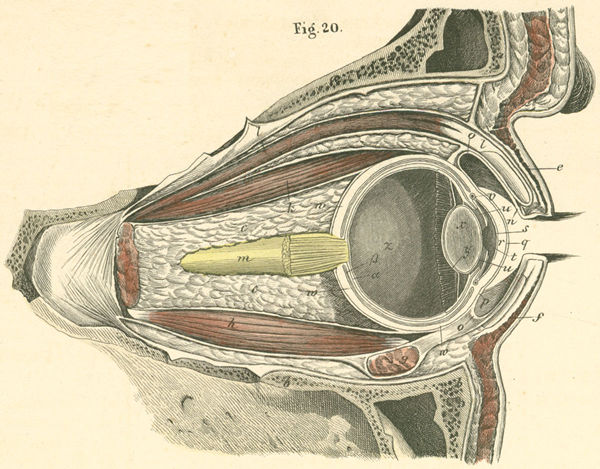 The right ocular bulb in the orbit