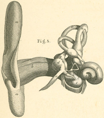 The parts of the right auditory organ connected