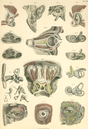 Plate 31: Visual and hearing apparatus.