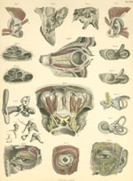 Plate 31: Visual and hearing apparatus