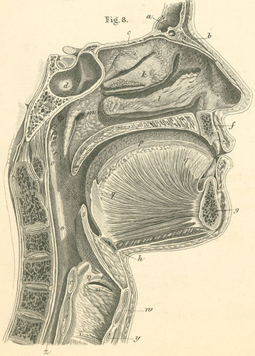 The left half of the nose, mouth, pharynx and larynx