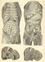Plate 33: Organs of the thorax and abdomen.