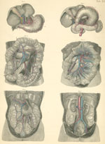 Plate 34: The digestive system of the abdominal cavity.