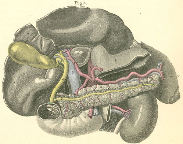 Liver, spleen and pancreas with their blood supply