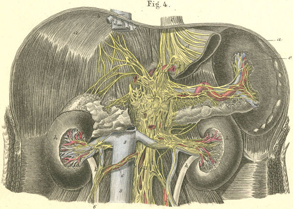 Solar Plexus Anatomy, Location & Function - Video & Lesson Transcript