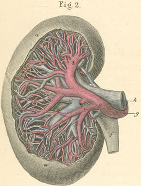 The kidney and its cortical and pyramidal substance