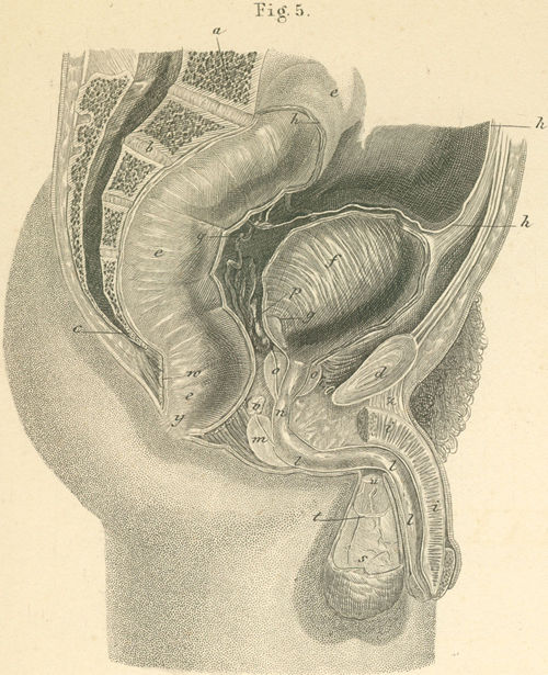 The outer and inner parts of male sex organs