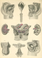 Plate 36: Urinary and sex organs.