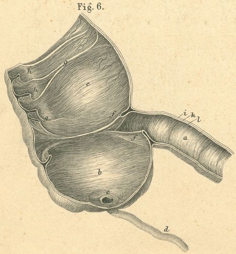 Cecum, appendix and ileocecal valve