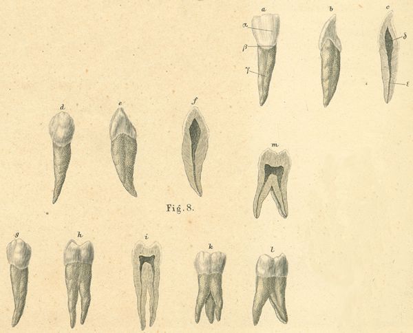 Labial or buccal and lingual views of deciduous teeth