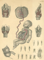 Plate 37: Fetal circulation, larynx, cecum and teeth.