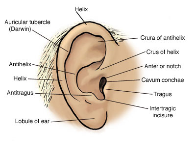 Ear B