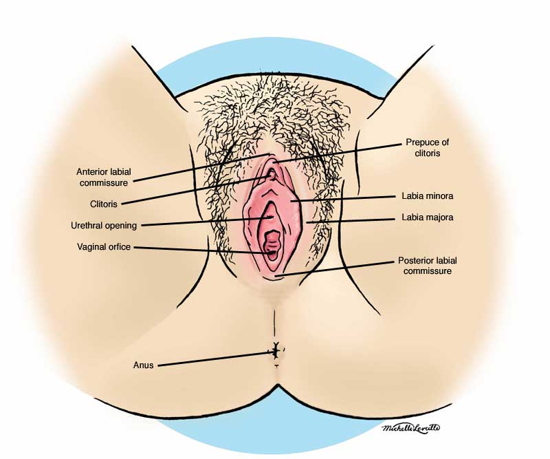 female anatomy