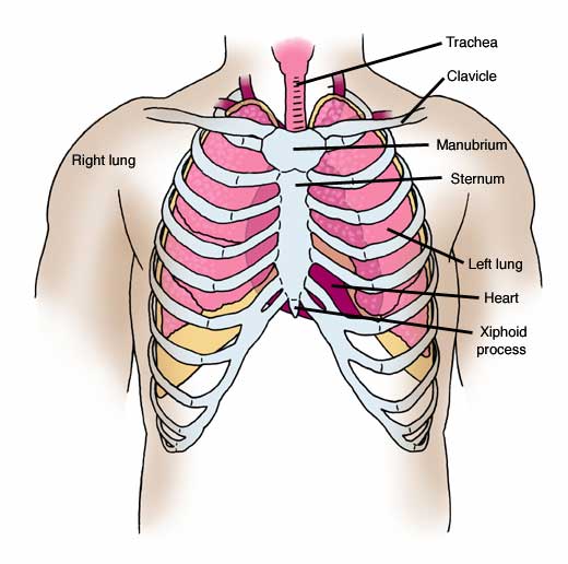 Internal Normal Anatomy Of The Chest In Two Views